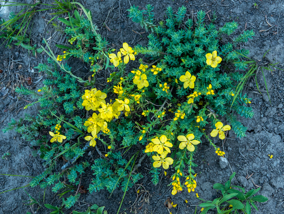 King's Yellow Flax, Linum kingii 7-15-18