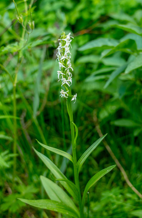 White Bog Orchid, Palanthera 7-23-18