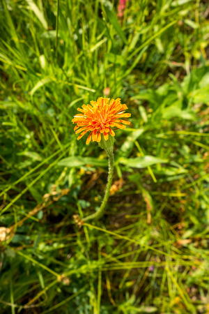 Orange Agoseris (Orange Mountain Dandelion), Agoseris aurantiaca 7-25-18