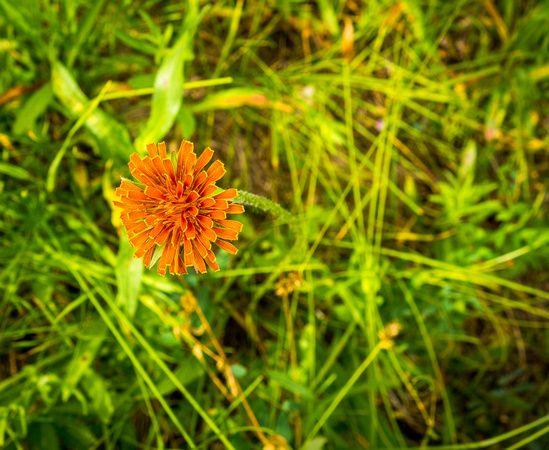 Orange Agoseris (Orange Mountain Dandelion 7-25-18