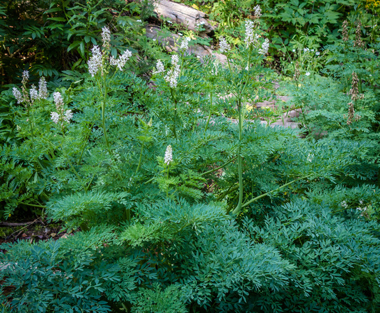 Sierra Fumewort. Corydalis caseana 7-27-18