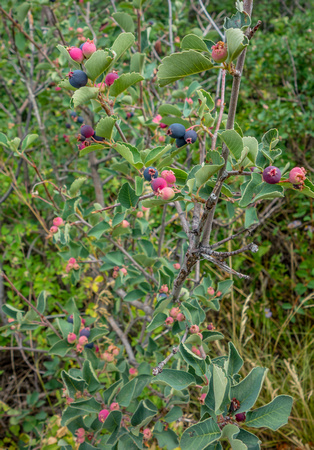 Serviceberry, Amelanchier alnifolia 7-26-18