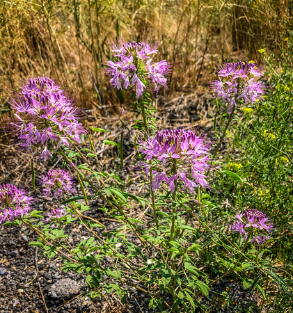 Rocky Mountain Beeplant, Cleone serrulata 8-3-18