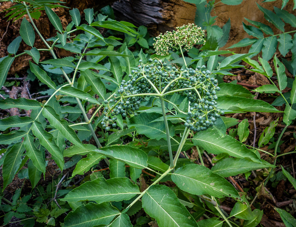Black Elderberry, Sambucus nigra 8-1-18