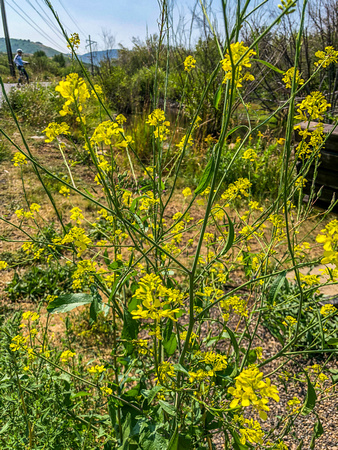 Field Mustard, Brassica rapa 8-3-18