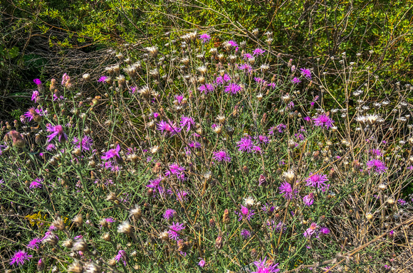 Spotted Knapweek, Centaurea stoebe 8-3-18