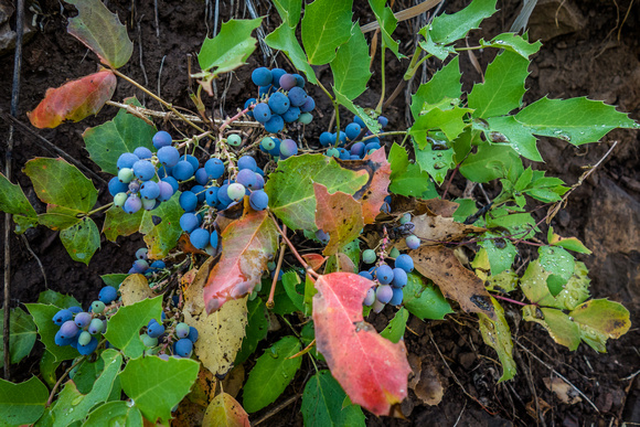 Oregon Grape 8-5-18