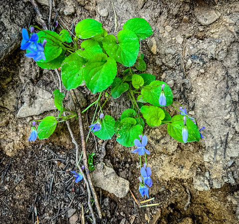 Early Blue Violet, Viola adunca 6/23/22