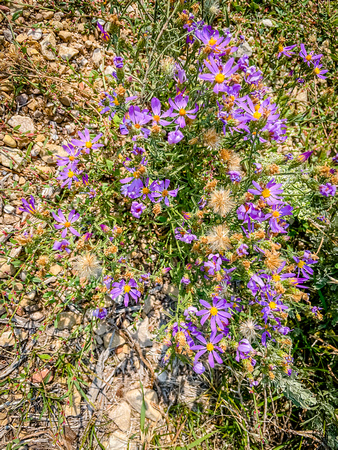 Tansy Aster, Dieteria  canescens 8/30/21