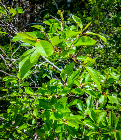Common Chokecherry, Prunus virginiana 6/9/22