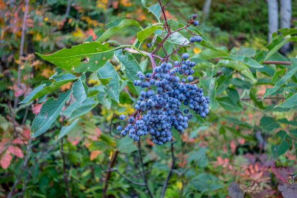 Black Elderberry 8-29-18