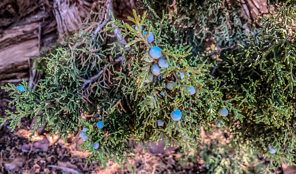 Utah Juniper, Juniperus osteosperma 9-3-18