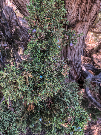 Utah Juniper, Juniperus osteosperma 9-3-18