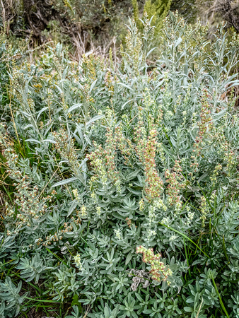 White Sage, also called Western Mugwort, Artemisia ludoviciana 9/1//21