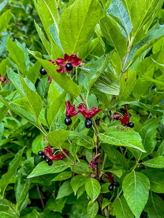 Twinberry Honesuckle, Loniecera involucrate,  7/28/22