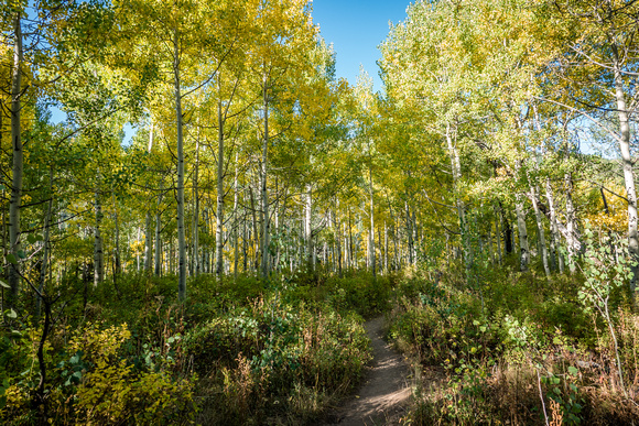 Willow Heights trail  9-11-18