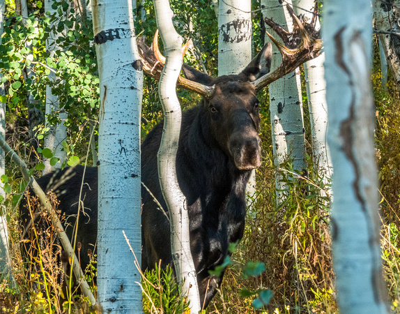 A bull moose in Willow Heights 9-11-18