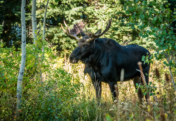 A bull moose in Willow Heights 9-11-18