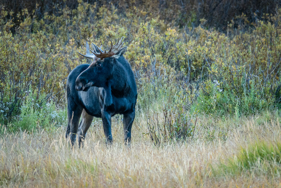 A young bull moose in Willow Heights 9-11-18