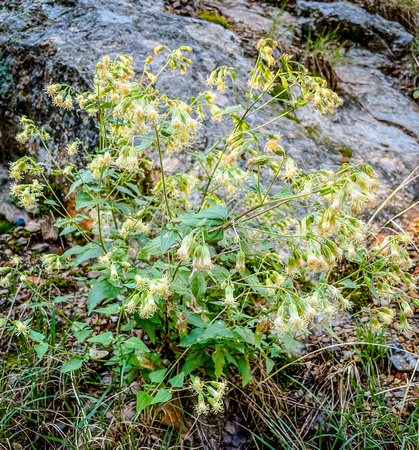 Tasselflower Brickellbush, Brickellia grandiflora 9/3/21