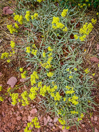 Parsnipflower Bickwheat, Erigonum heracleoides 9/11/21