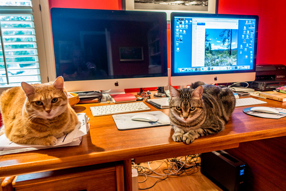 My assistants!
