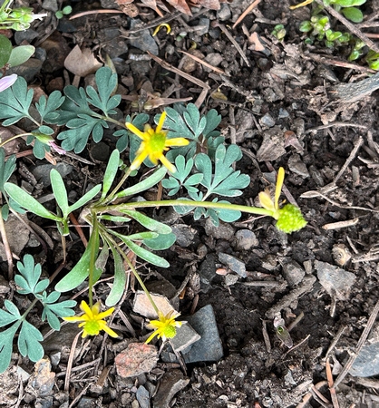 Sagebrush Buttercup, Ranunculus glaberrimus 5/17/22