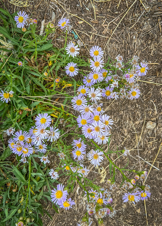 Pacific Aster, Symphyotrichum chilense 10/6/21