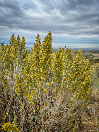 Bonneville big sagebrush, Artemisia tridentata 10/6/21