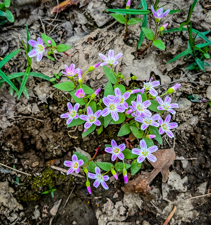 Spring Beauty, Claytonia caroliniana 5/17/22
