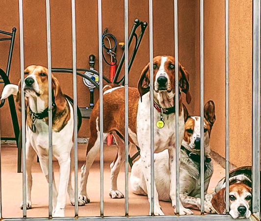 Hounds in Jail  4/20/19