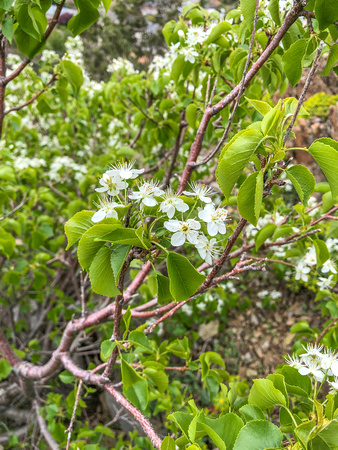 Servicberry, Amelanchier alnifolia 4/29/19