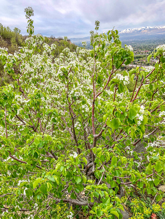 Serviceberry, Amelanchier alnifolia 4/29/19