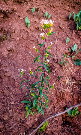 Grand Collomia, Collomia grandiflora 6.16/22