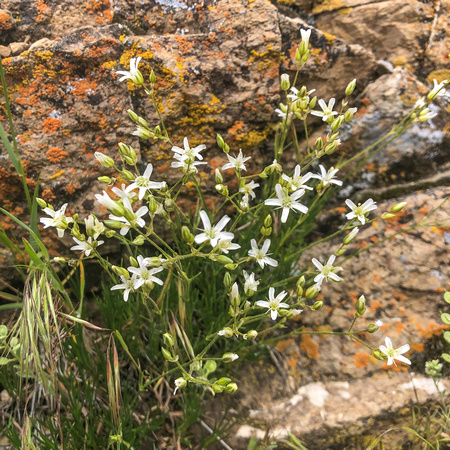 Spreading Sandwort, Arenaria lanuginosum 5/18/19