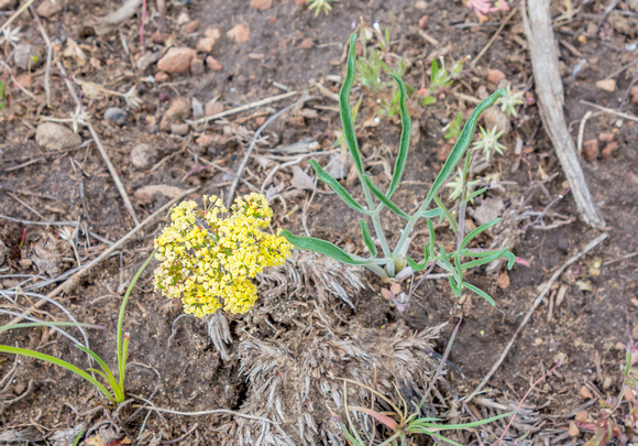 Desert Parsley, Lomatium tritenatum 5/20/19
