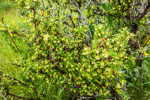 Shrubby Cinquefoil, Dasiphora fruticosa 5/22/19