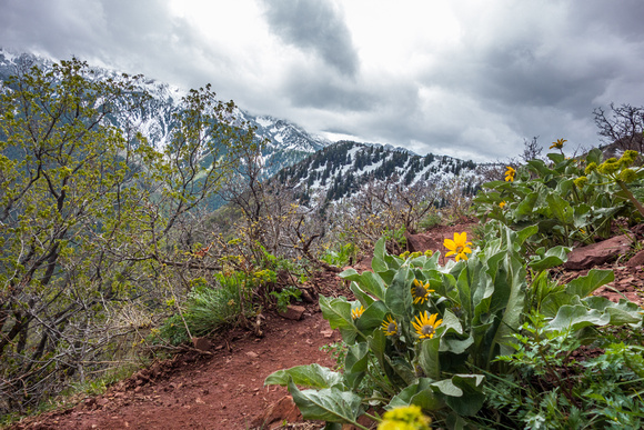 Grandeur Peak trail 5/24/19