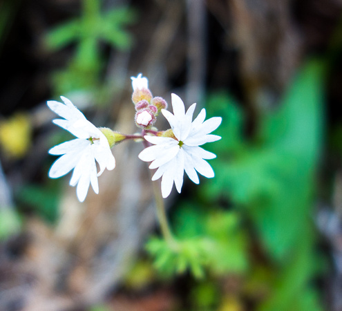 Small-flowered Woodland Star, Lithophragma parviflorum 5/24/19