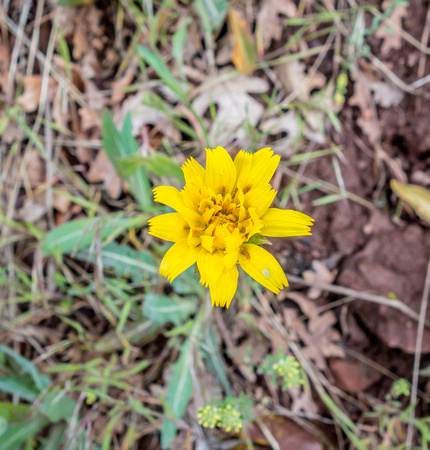 Yellow Mountian Dandelion, Agoseris glaua 5/24/19