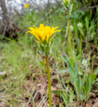Yellow Mountain Dandelion 5/24/19