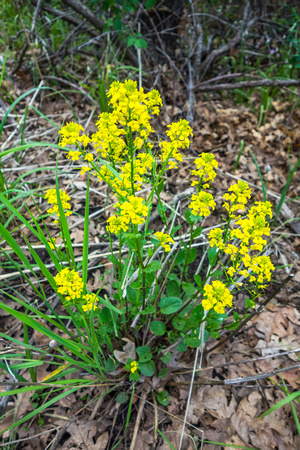 Field Mustard, Brassica 6/2/19