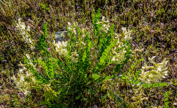 Western Sweetvetch, Hedysarum occidentale 6/4/19