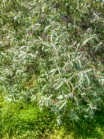 Russian Olive tree