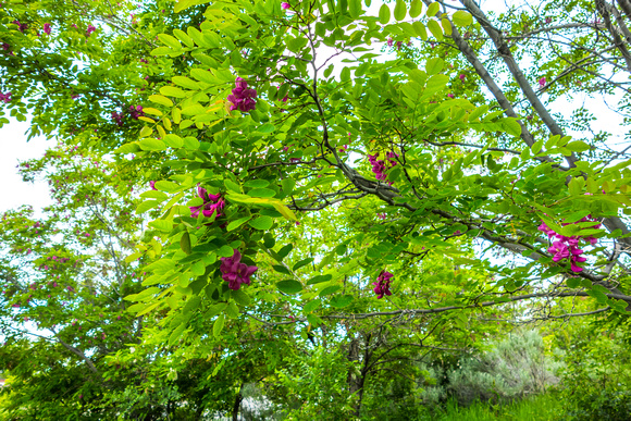 Purple Robe Locust tree 6/6/19
