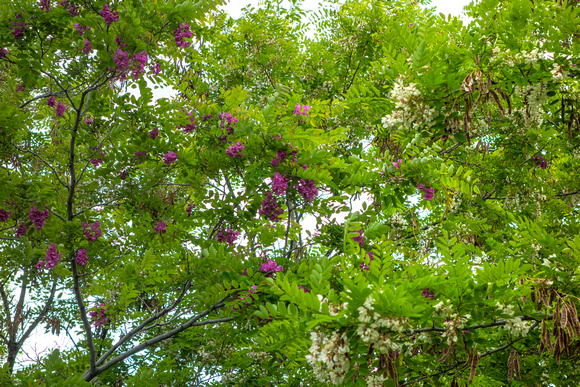 Purple Robe on the left and Honey Locust on the right.6/6/19