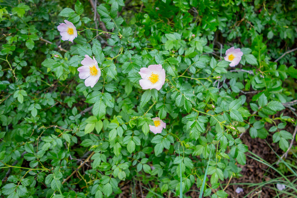 Wild Rose, Rosa woodsii 6/6/19