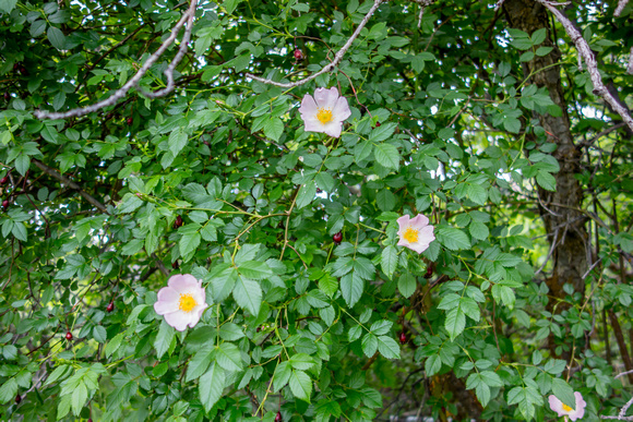 Wild Rose, Rosa woodsii 6/6/19