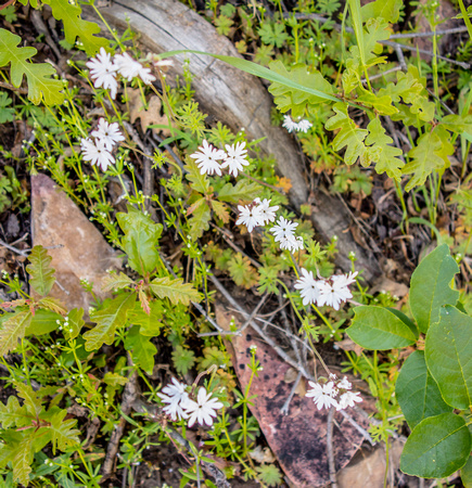 Small flowered Woodland Star, Lithophragna 6/19/19