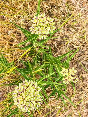 Spider Milkweed, Asclepias asperula 6/22/19